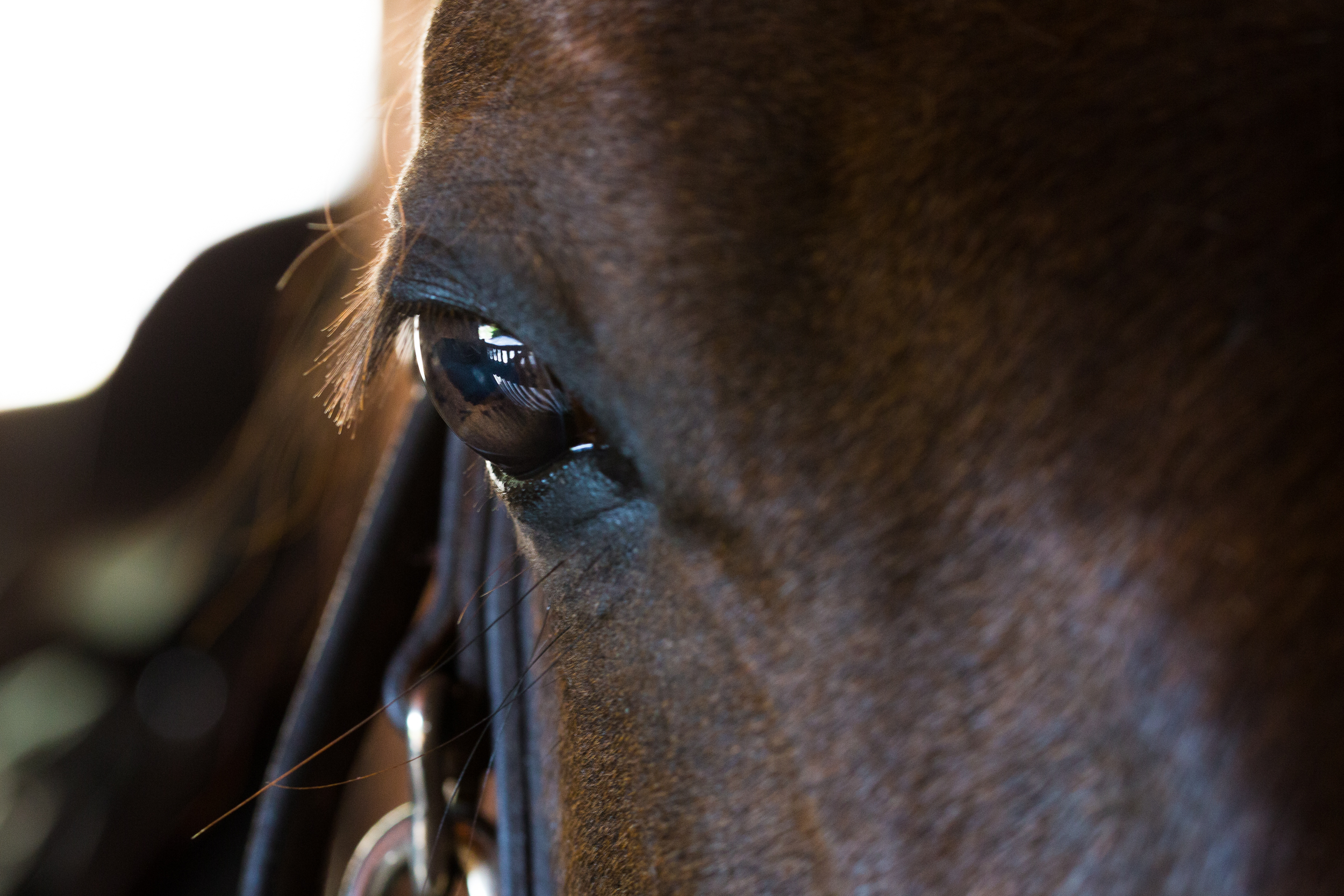 Understanding Your Horse Better: Horse Years vs Human Years